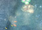 fish image