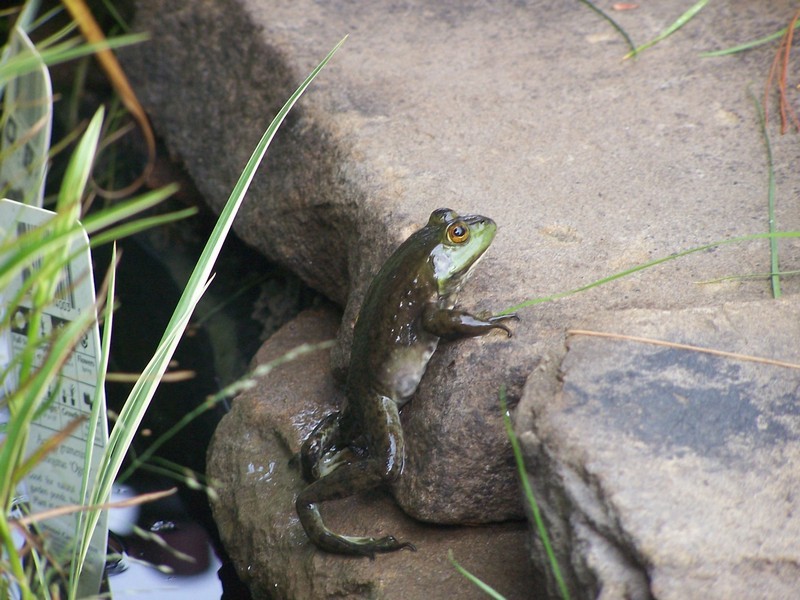 pond066