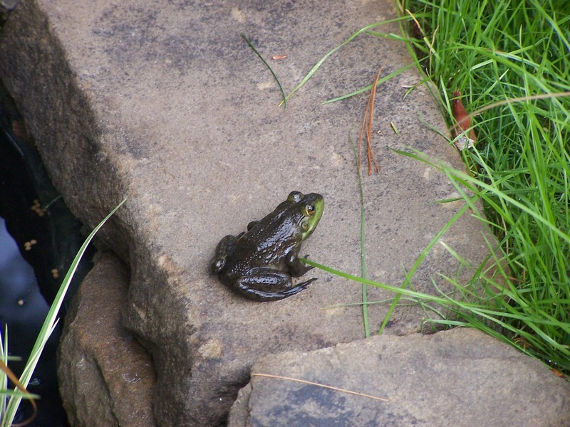 pond067